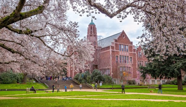 Cherry trees in full bloom at the University of Washington campus